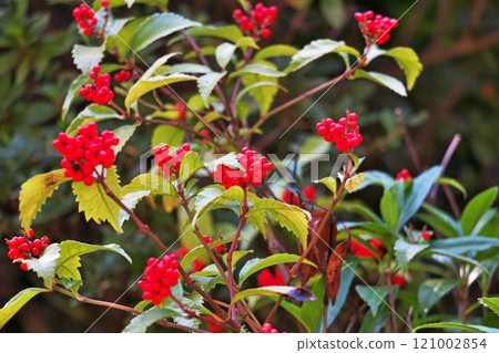 紅千兩果(冬、十二月) 紅千兩果(冬、十二月) 121002854