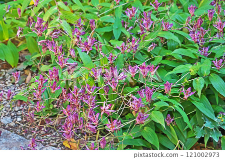 Purple cuckoo flower (winter, December) 121002973