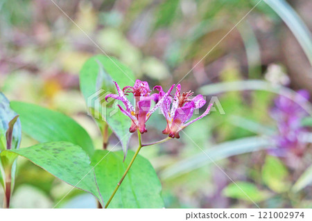 Purple cuckoo flower (winter, December) 121002974