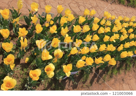 ~Tulip~ ◦ ◦ ◦ ◦ Yellow tulips ◦ ◦ ◦ ◦ ~Tulip~ ◦ ◦ ◦ ◦ Yellow tulips ◦ ◦ ◦ ◦ 121003066