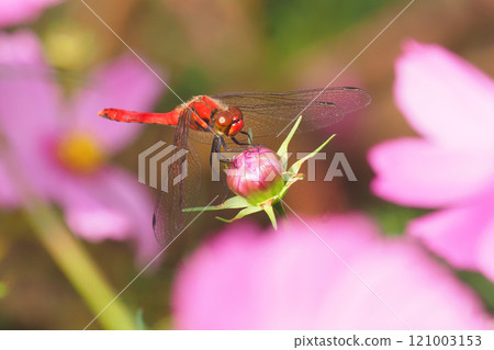 A male summer darter resting on a cosmos bud 121003153