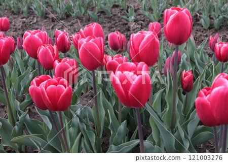 ~Tulip~ ◦ ◦ ◦ ◦ Pink tulips ◦ ◦ ◦ ◦ 121003276