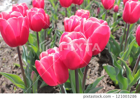 〜鬱金香〜◦◦◦◦粉色鬱金香◦◦◦◦ 121003286