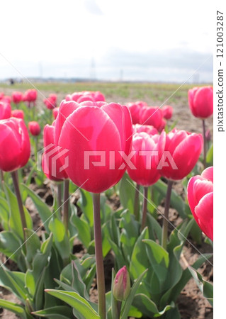 〜鬱金香〜◦◦◦◦粉色鬱金香◦◦◦◦ 121003287