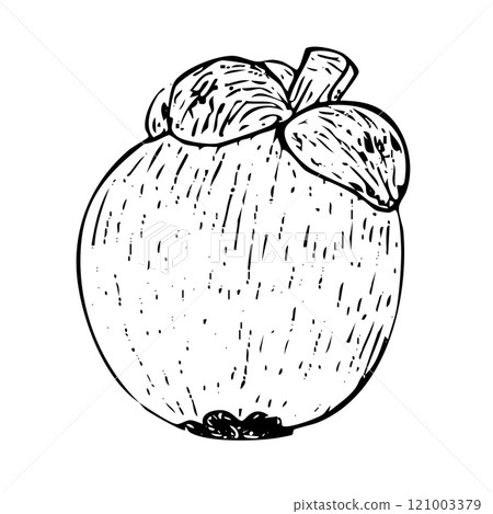 Mangosteen ink graphic vector illustration isolated on white background. High quality hand drawn black and white art for food design, packages, restaurant menu, fruit ads, label, logo and decor Mangosteen ink graphic vector illustration isolated on white background. High quality hand drawn black and white art for food design, packages, restaurant menu, fruit ads, label, logo and decor 121003379