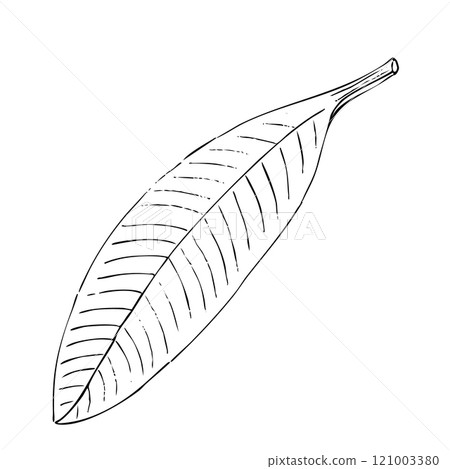 Mangosteen leaf ink graphic vector illustration isolated on white background. High quality hand drawn black and white art perfect for patterns, botanical designs, packages, prints, wrapping paper Mangosteen leaf ink graphic vector illustration isolated on white background. High quality hand drawn black and white art perfect for patterns, botanical designs, packages, prints, wrapping paper 121003380