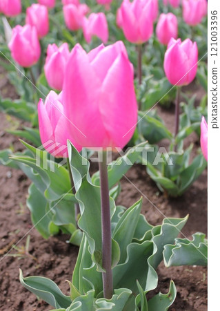 ~Tulip~ ◦ ◦ ◦ ◦ Pink tulips ◦ ◦ ◦ ◦ 121003396
