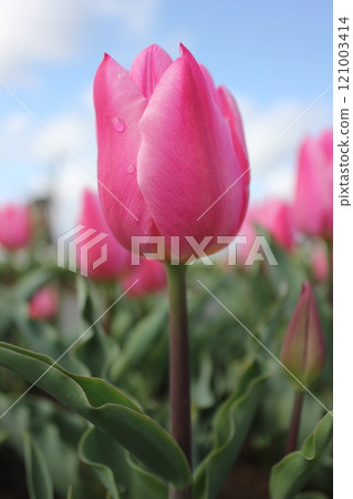 〜鬱金香〜◦◦◦◦粉色鬱金香◦◦◦◦ 121003414