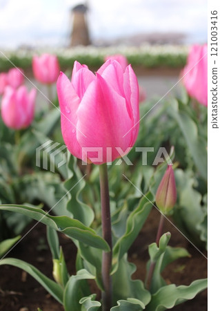 ~Tulip~ ◦ ◦ ◦ ◦ Pink tulips ◦ ◦ ◦ ◦ ~Tulip~ ◦ ◦ ◦ ◦ Pink tulips ◦ ◦ ◦ ◦ 121003416