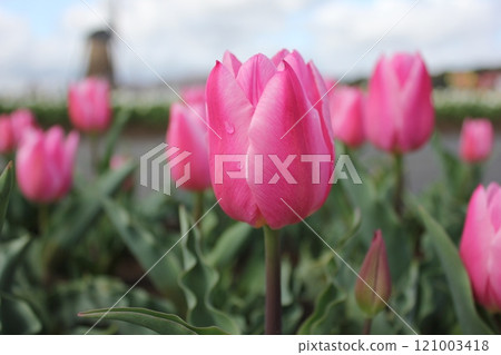 〜鬱金香〜◦◦◦◦粉色鬱金香◦◦◦◦ 121003418