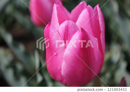 ~Tulip~ ◦ ◦ ◦ ◦ Pink tulips ◦ ◦ ◦ ◦ ~Tulip~ ◦ ◦ ◦ ◦ Pink tulips ◦ ◦ ◦ ◦ 121003431