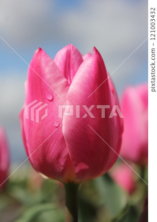 〜鬱金香〜◦◦◦◦粉色鬱金香◦◦◦◦ 〜鬱金香〜◦◦◦◦粉色鬱金香◦◦◦◦ 121003432