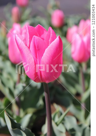 ~Tulip~ ◦ ◦ ◦ ◦ Pink tulips ◦ ◦ ◦ ◦ ~Tulip~ ◦ ◦ ◦ ◦ Pink tulips ◦ ◦ ◦ ◦ 121003434