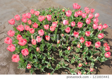 〜鬱金香〜◦◦◦◦粉色鬱金香◦◦◦◦ 〜鬱金香〜◦◦◦◦粉色鬱金香◦◦◦◦ 121003441