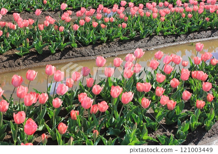 ~Tulip~ ◦ ◦ ◦ ◦ Pink tulips ◦ ◦ ◦ ◦ ~Tulip~ ◦ ◦ ◦ ◦ Pink tulips ◦ ◦ ◦ ◦ 121003449