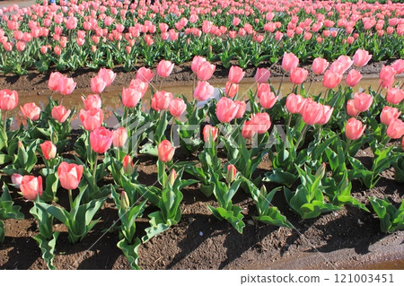 〜鬱金香〜◦◦◦◦粉色鬱金香◦◦◦◦ 121003451