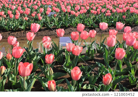 〜鬱金香〜◦◦◦◦粉色鬱金香◦◦◦◦ 121003452