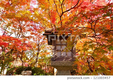 京都常寂光寺院內的燈籠與秋天的落葉[12月] 121003457