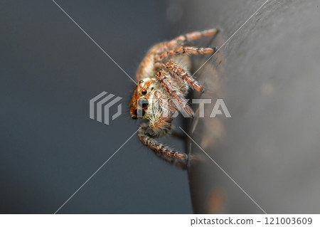 Jumping spider Jumping spider 121003609