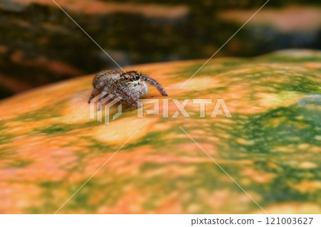 Jumping spider Jumping spider 121003627