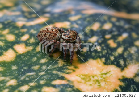 Jumping spider 121003628