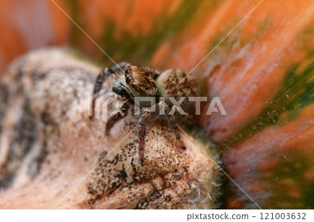Jumping spider 121003632