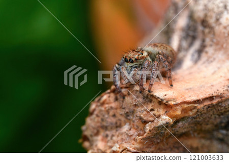 Jumping spider 121003633