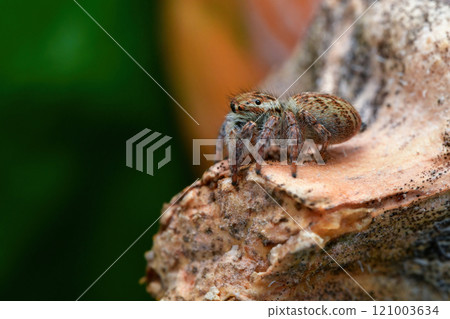 Jumping spider Jumping spider 121003634