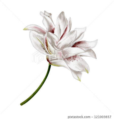 Lily bud. Garden and rare flower. White and pink. Lush flower with many petals. Thin green stem. Watercolor illustration isolated from background.  121003657