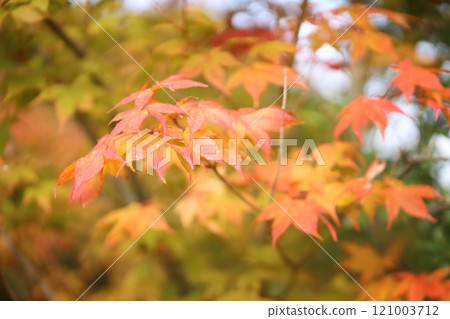 Maple leaves 121003712