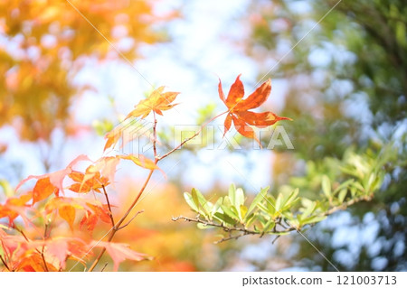 Late autumn sky 121003713