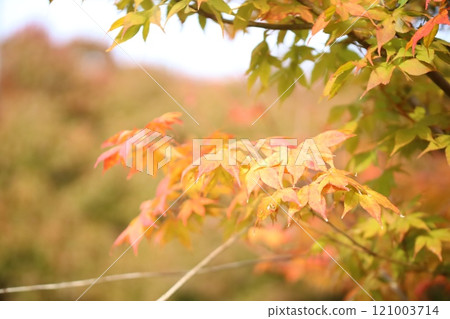 Kyoto in late autumn 121003714