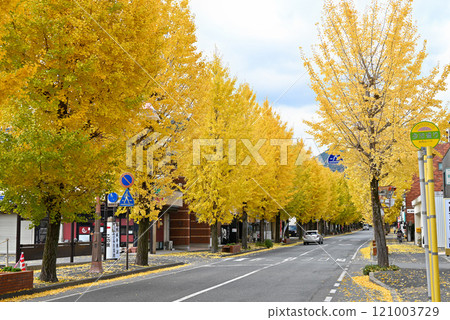 Ginkgo trees line the street in front of Yamaguchi Station [Yamaguchi City, Yamaguchi Prefecture] 121003729