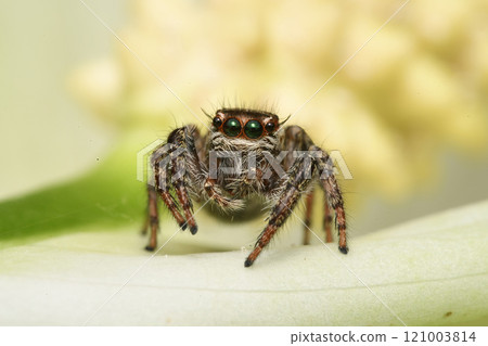 Jumping spider 121003814