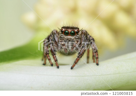 Jumping spider Jumping spider 121003815