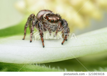 Jumping spider 121003816