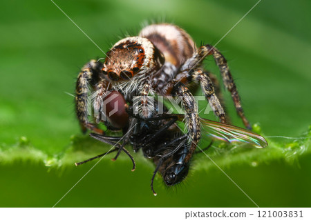 Jumping spider Jumping spider 121003831