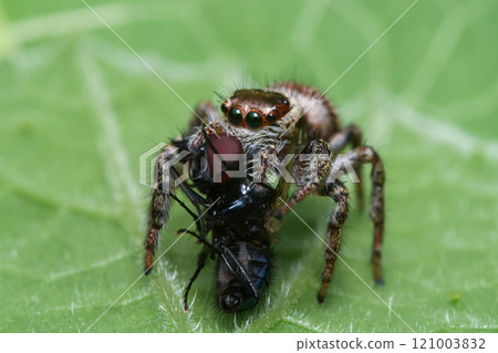 Jumping spider 121003832