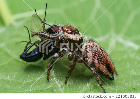 Jumping spider 121003833