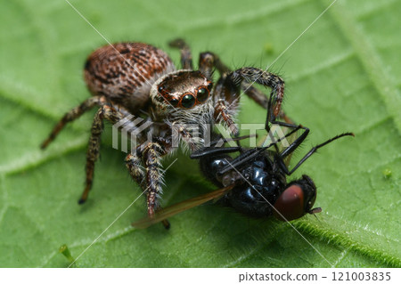 Jumping spider 121003835