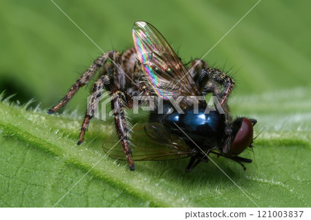 Jumping spider Jumping spider 121003837