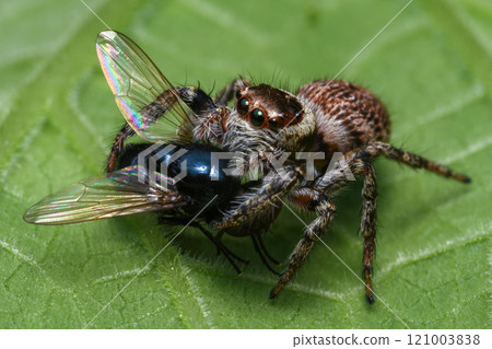 Jumping spider 121003838