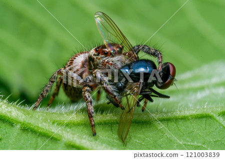 Jumping spider Jumping spider 121003839