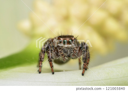 Jumping spider 121003840