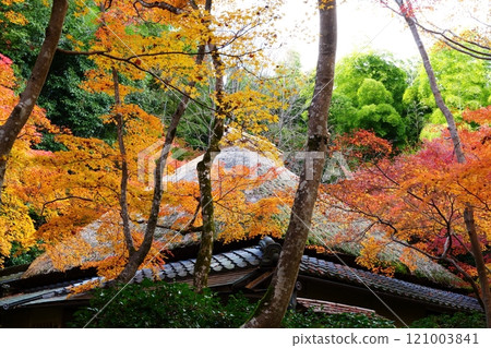 京都只王寺的屋頂和秋葉【12月】 京都只王寺的屋頂和秋葉【12月】 121003841