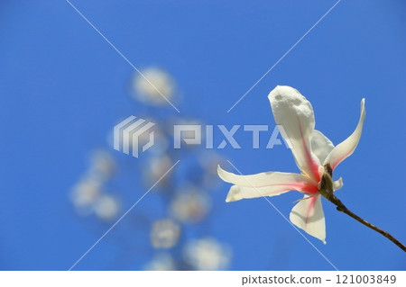 Kobushi's white flower 121003849