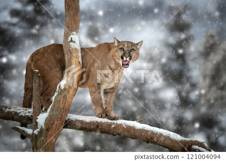 Snowfall highlights a mountain lion perched on a tree branch in a winter landscape during a serene evening 121004094