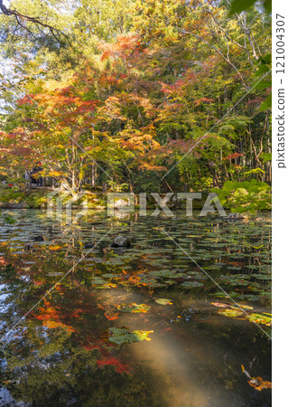 Autumn in Kyoto, Tenjuan, Maple leaves reflected in the pond in the south garden of Shoin 121004307