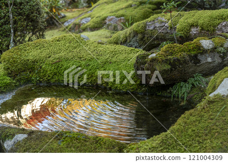 Autumn in Kyoto: Tenjuan - A beautiful moss-covered water basin 121004309