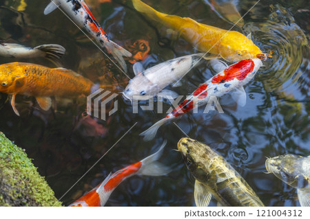 Autumn in Kyoto, Tenjuan, Shoin South Garden, Magnificent carp in the pond 121004312